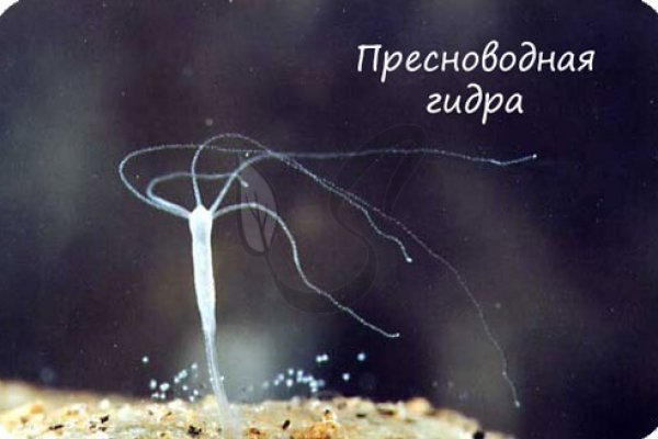 Kraken что это такое