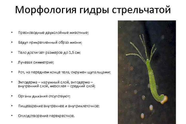 Кракен даркнет ссылка